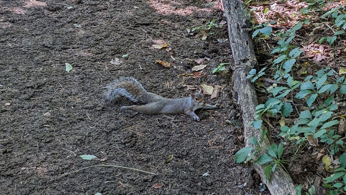 squirrel lying down on ground