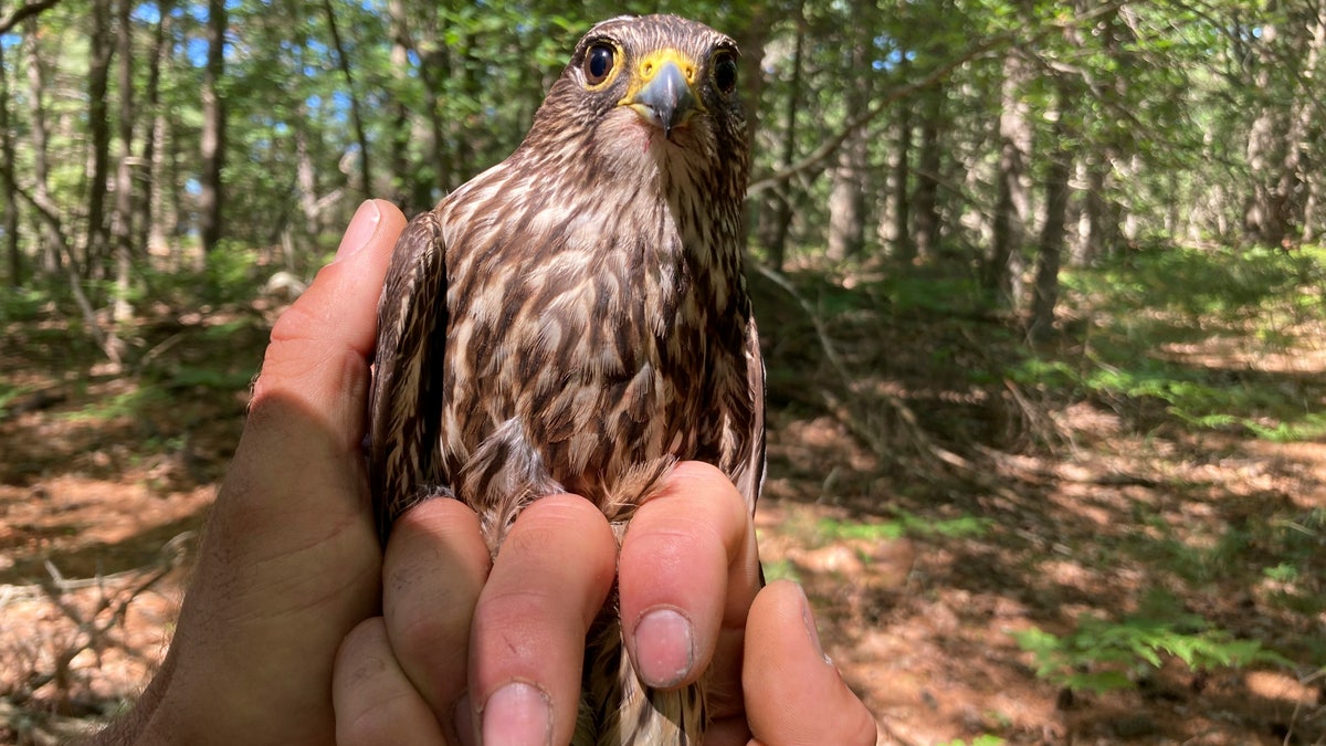 captured merlin 