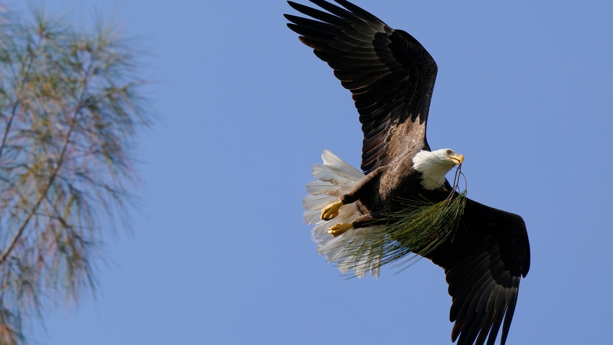 A bald eagle