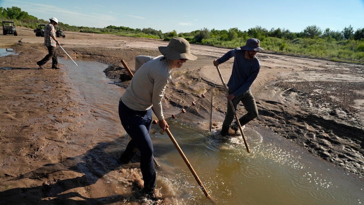 Fish biologists work to rescue the endangered fish