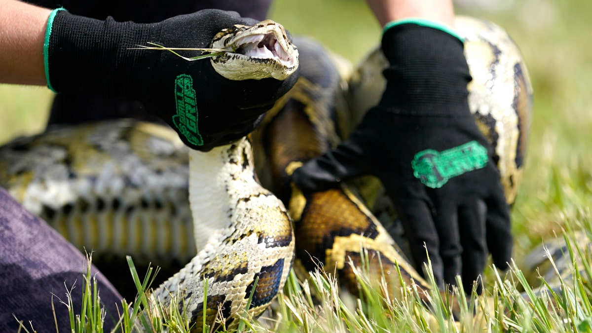 Python being strangled