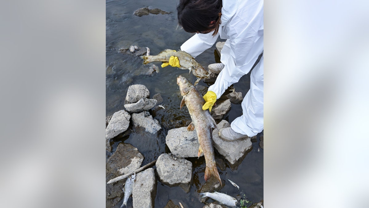 Volunteers hold dead fish from water