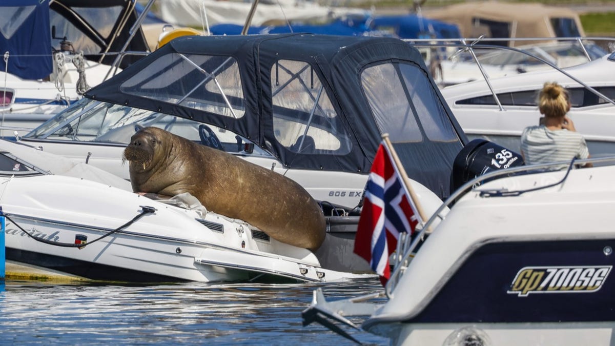 Freya the walrus sitting on a boat