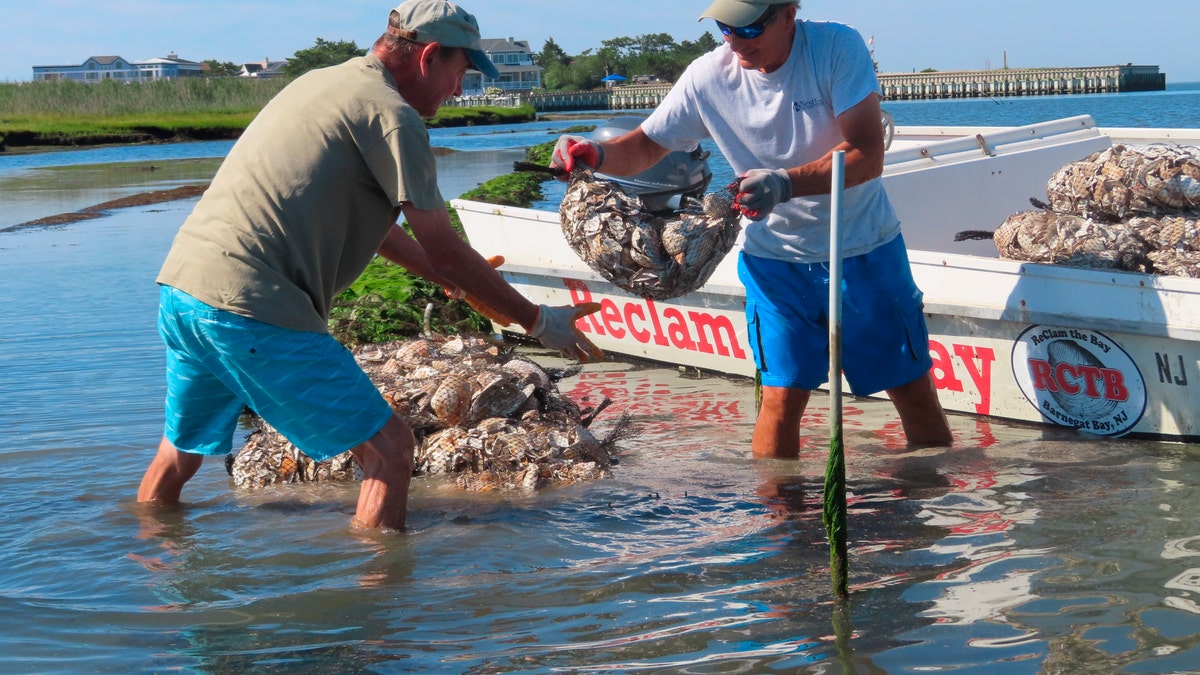 Workers place bags of shells containing baby oysters into the water
