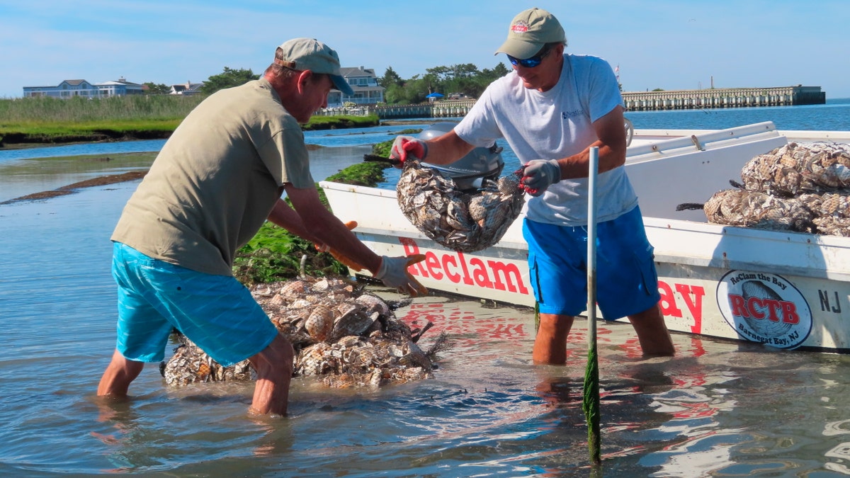 Workers place bags of shells containing baby oysters into the water