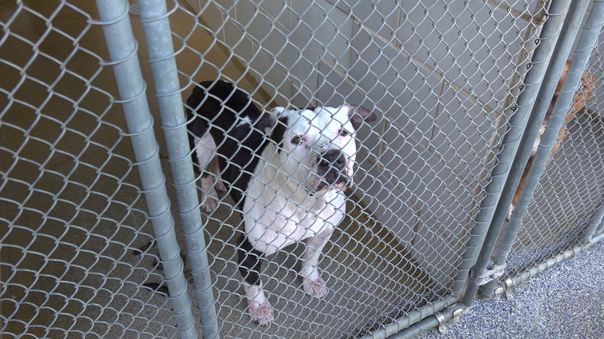 A black and white dog in a kennel at a shelter
