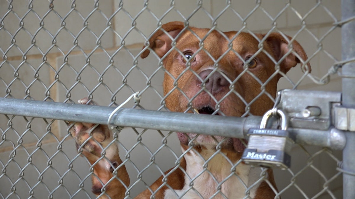 A brown dog jumps up on the fence of a kennel at a shelter