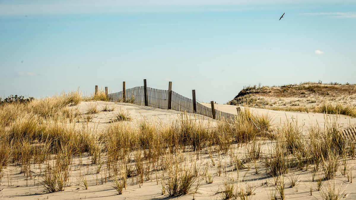 Sand dune on Maryland beach