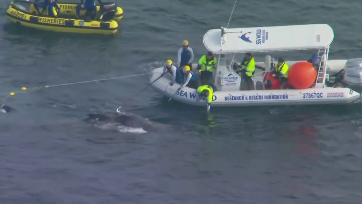 Australian whale caught in shark nets rescued off Gold Coast