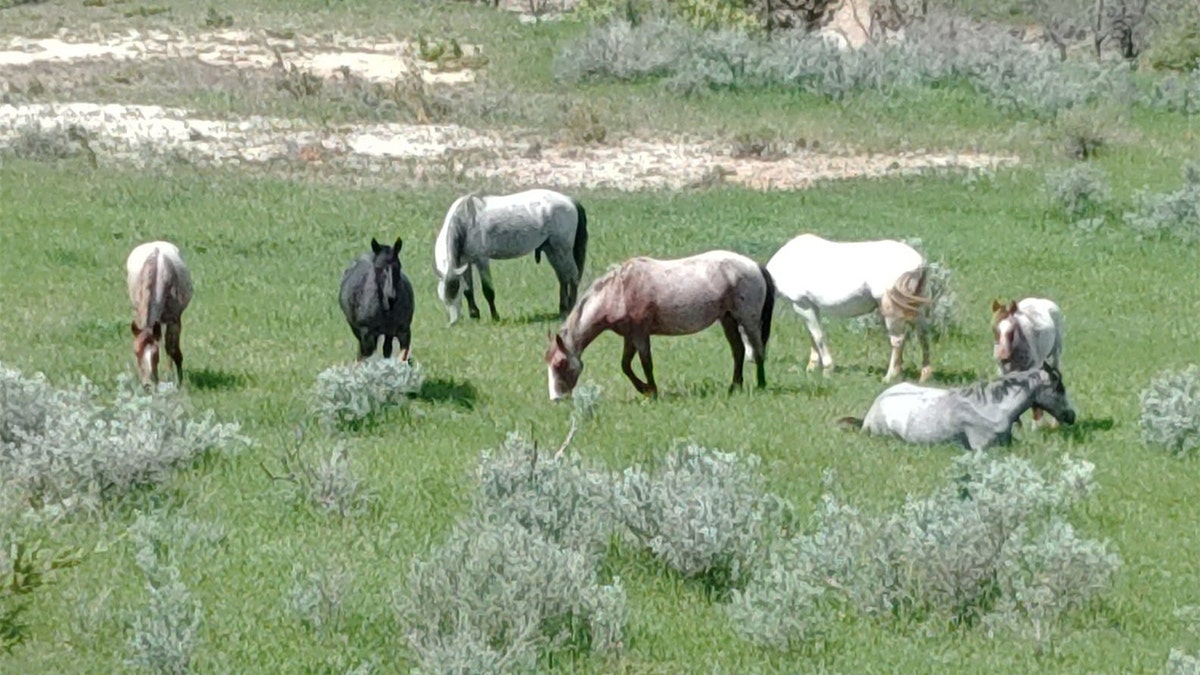 wild mustangs in North Dakota