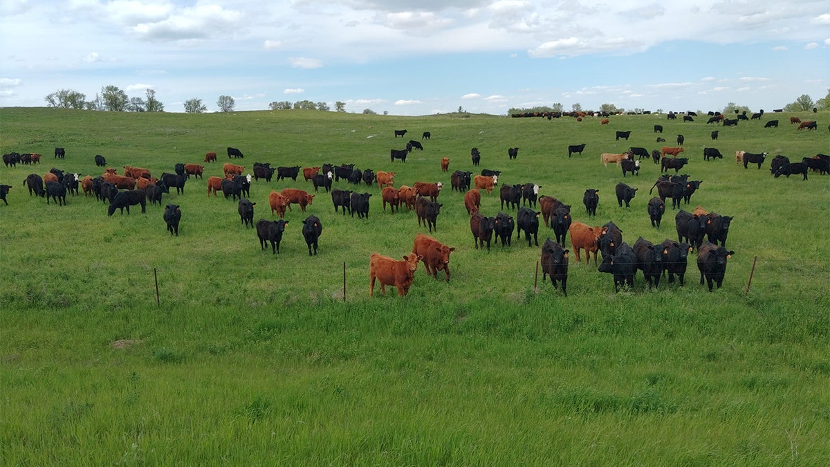 Cows in North Dakota