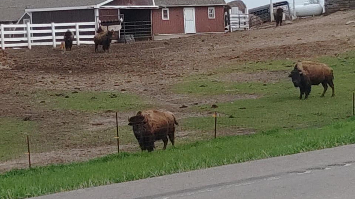 Bison in South Dakota