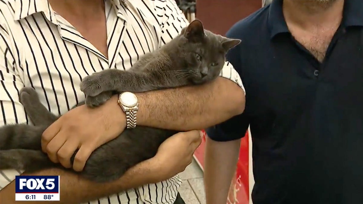 Deli owner holds Boka the cat