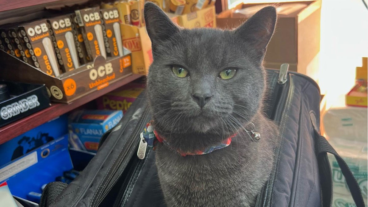 Grey Bodega cat sitting in his carrier at the store