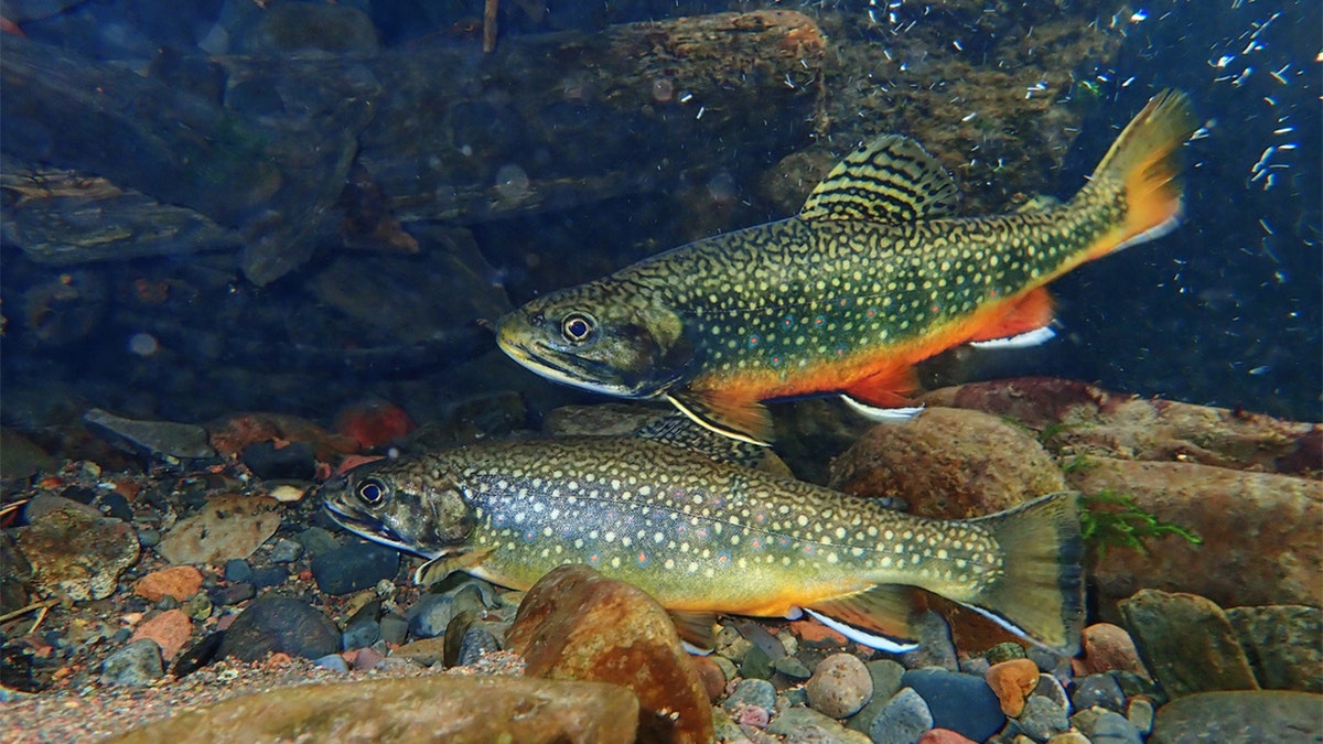 speckled trout swimming