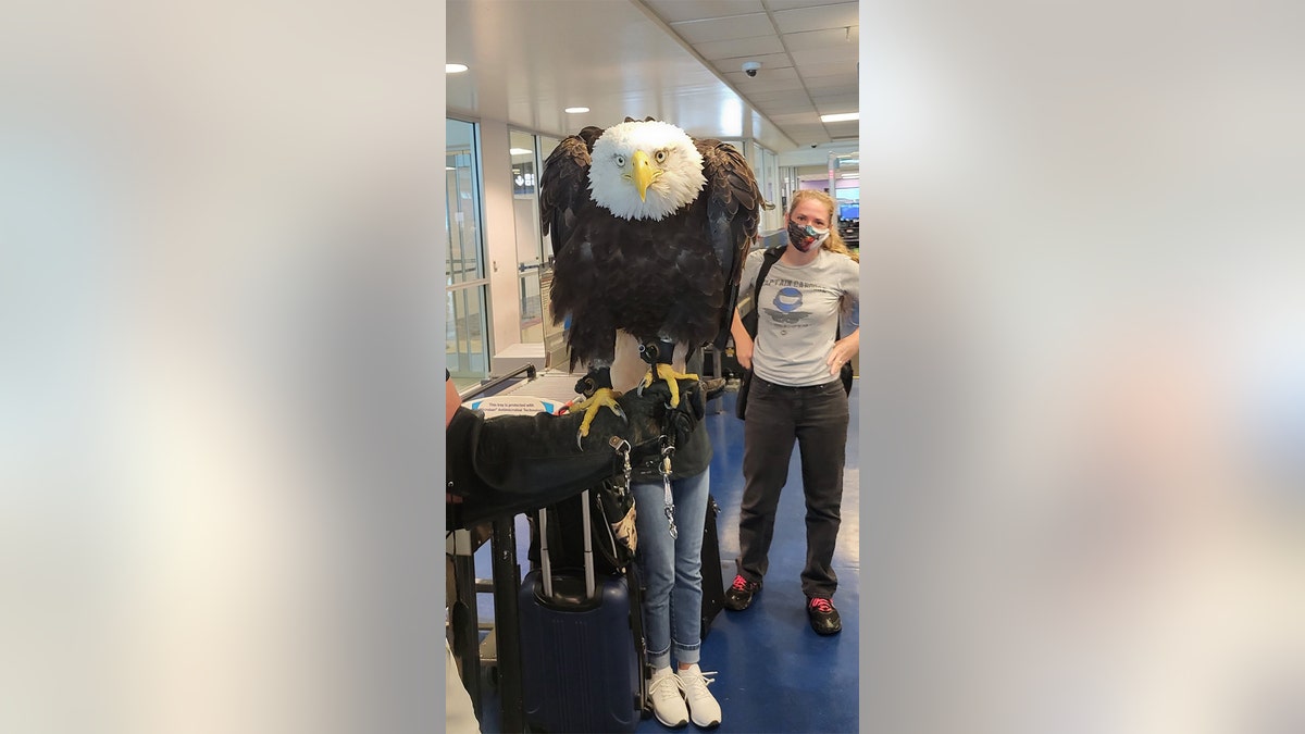 Clark the bald eagle goes through security