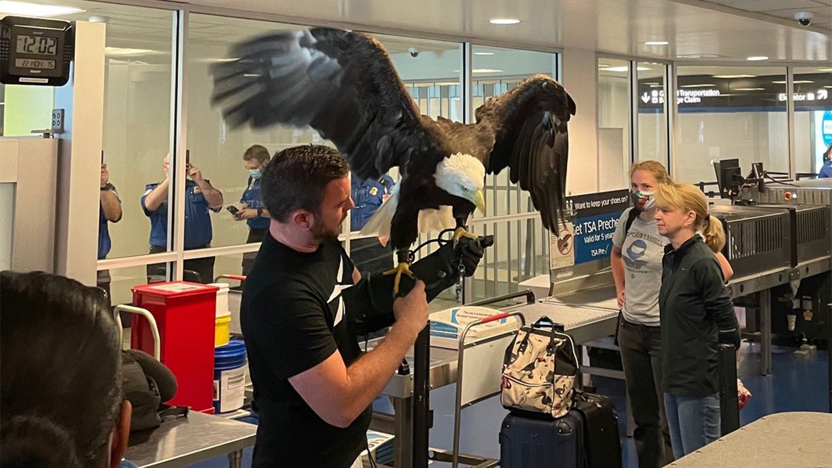 Clark the bald eagle spreading his wings