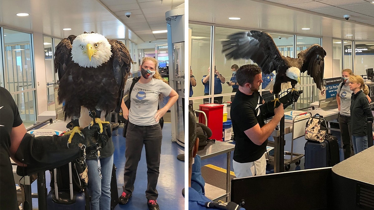 Twitter users react to TSA screening bald eagle at North Carolina airport: ‘He is gorgeous!’