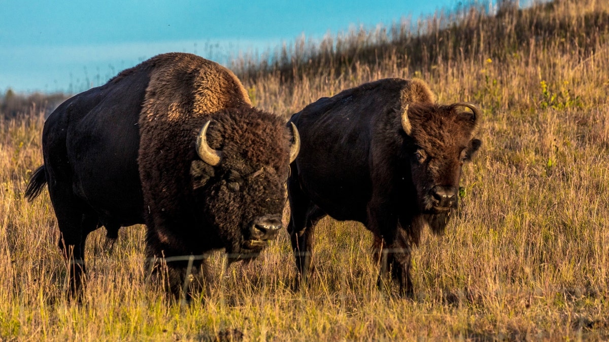 Custer State Park bison in South Dakota
