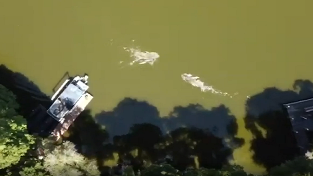 Florida Lake Thonotosassa alligator attack