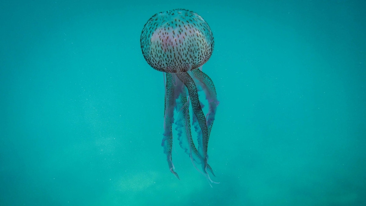 Jellyfish floating in water