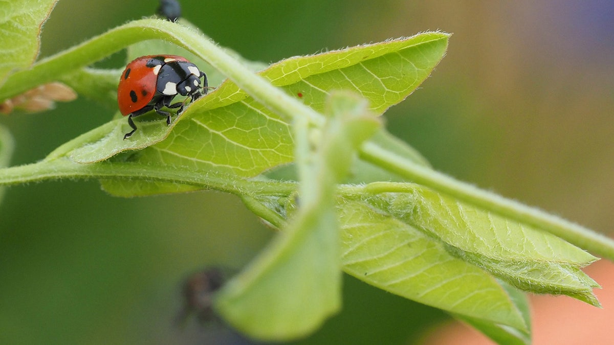 ladybug on a plant