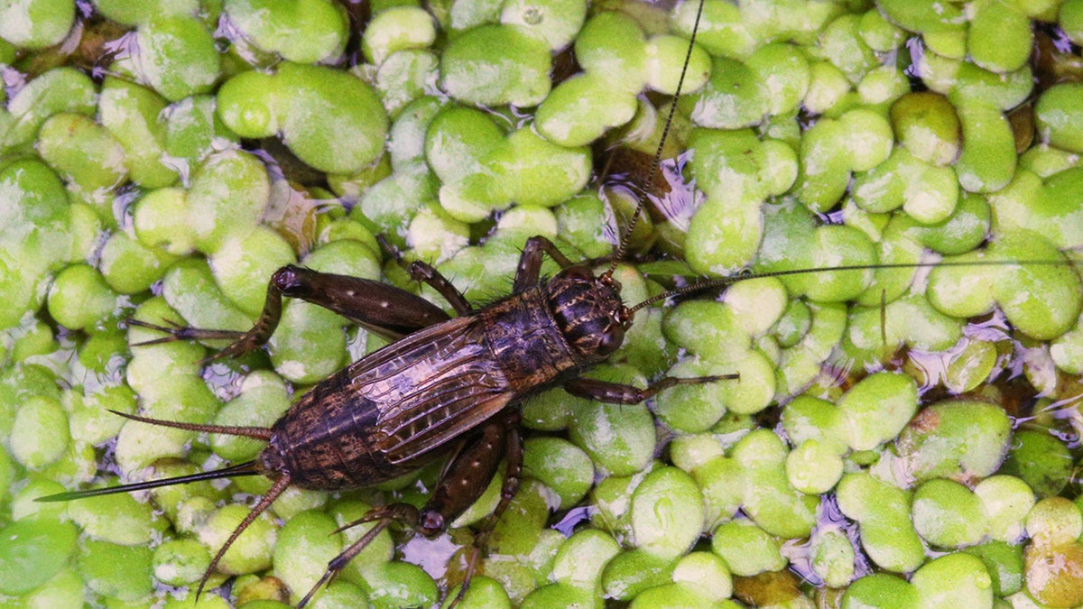 field cricket in ontario