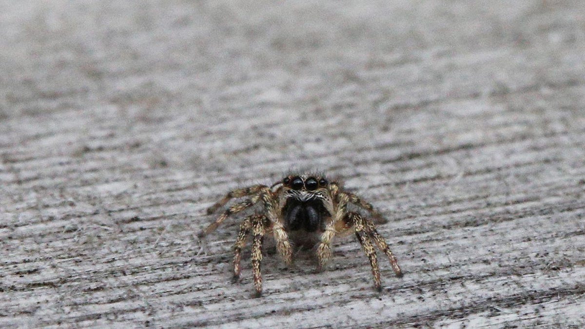 zebra jumping spider ontario