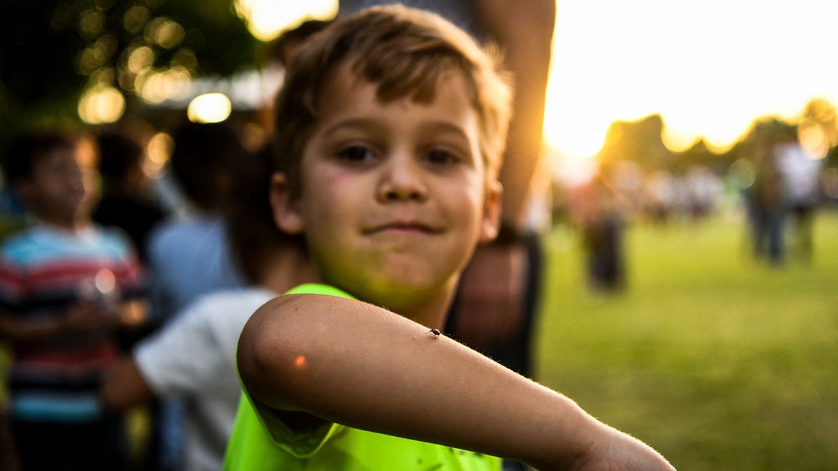 ladybug lands on boy's arm