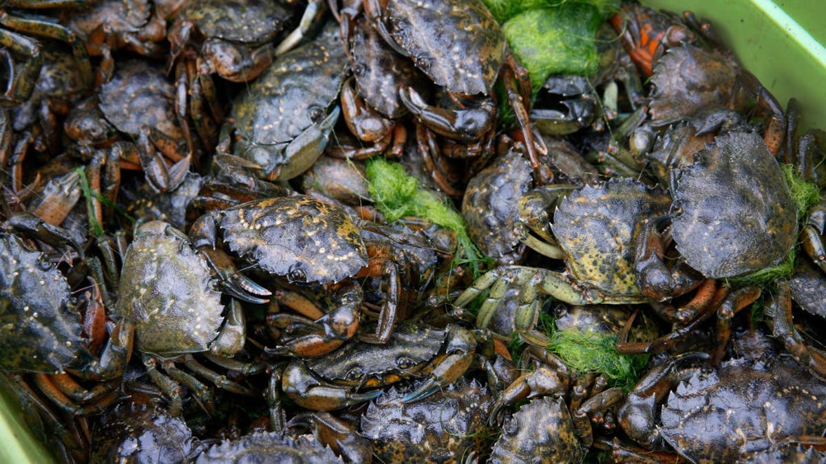 European green craps 