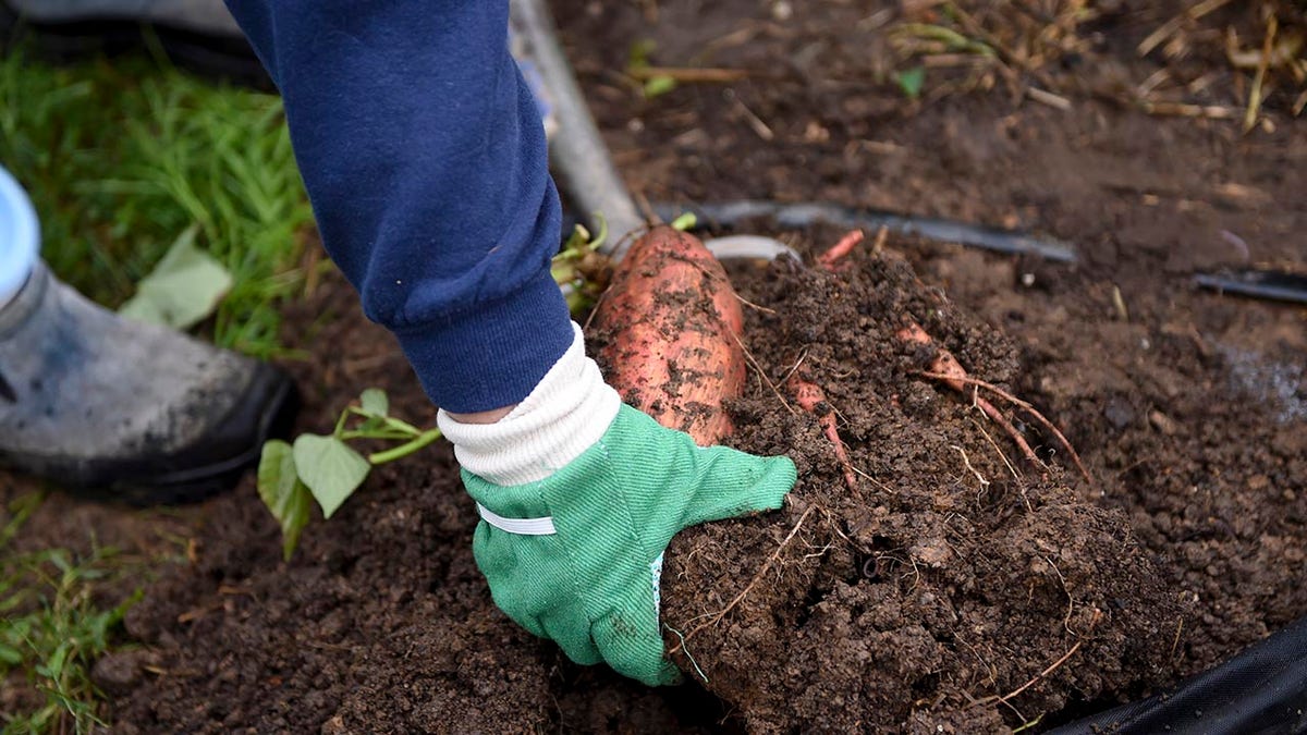 Harvesting sweet potatoes