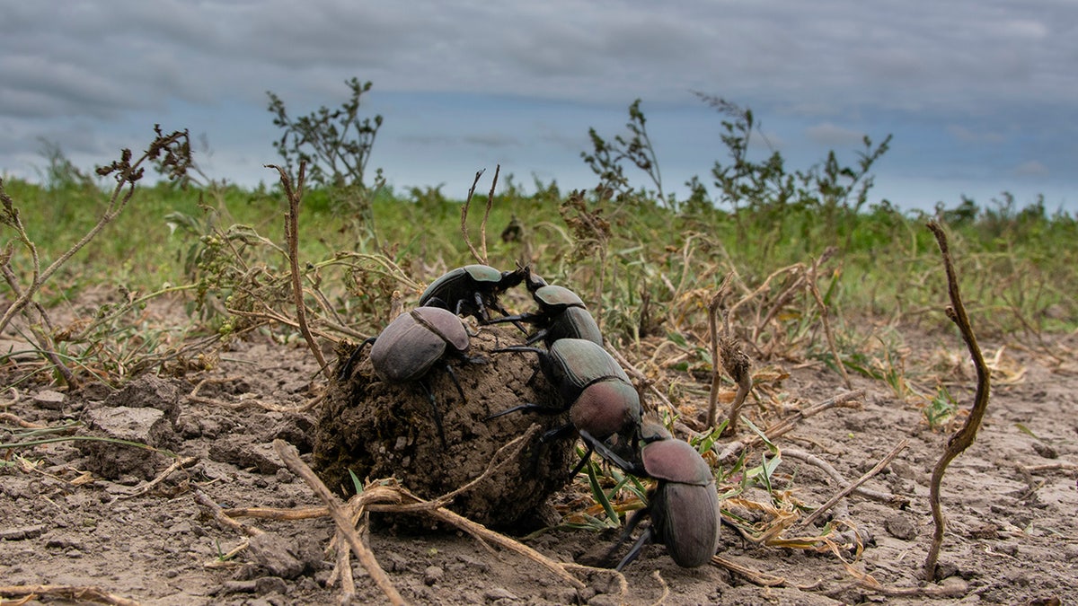 dung beetles in tanzania