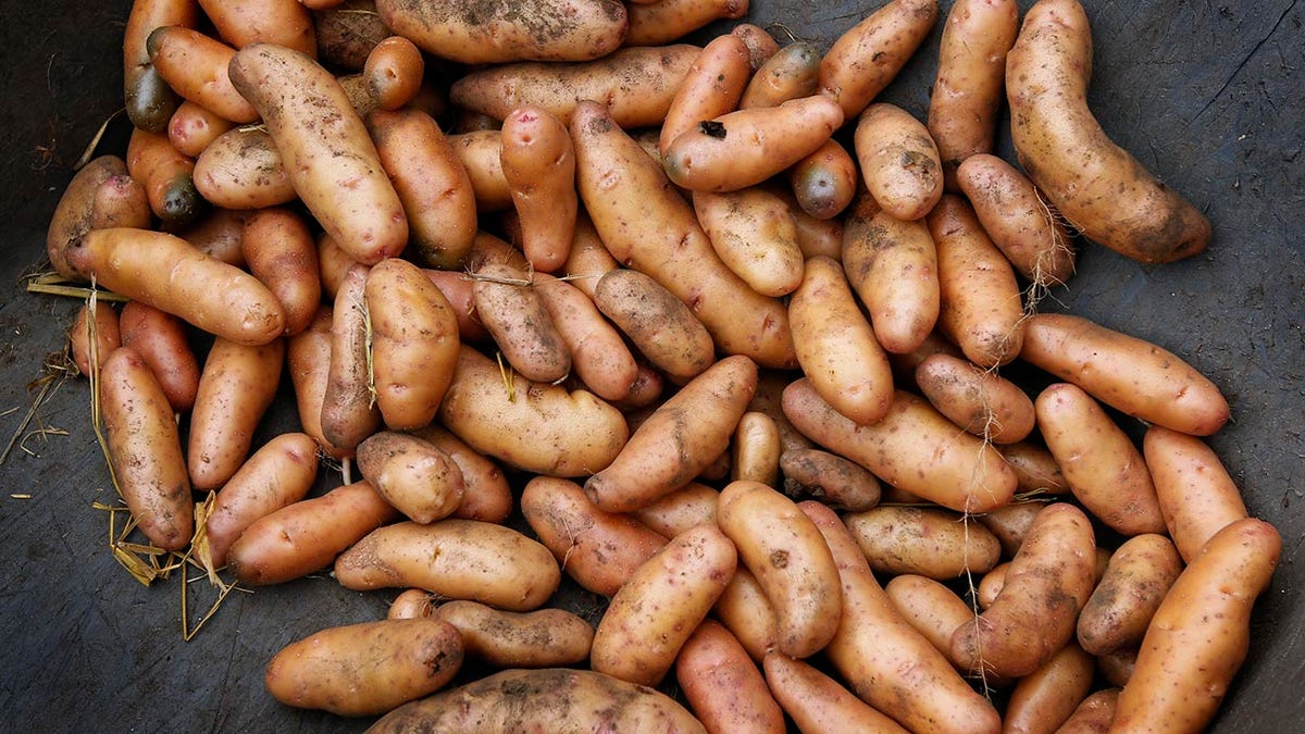 finnish fingerling potatoes