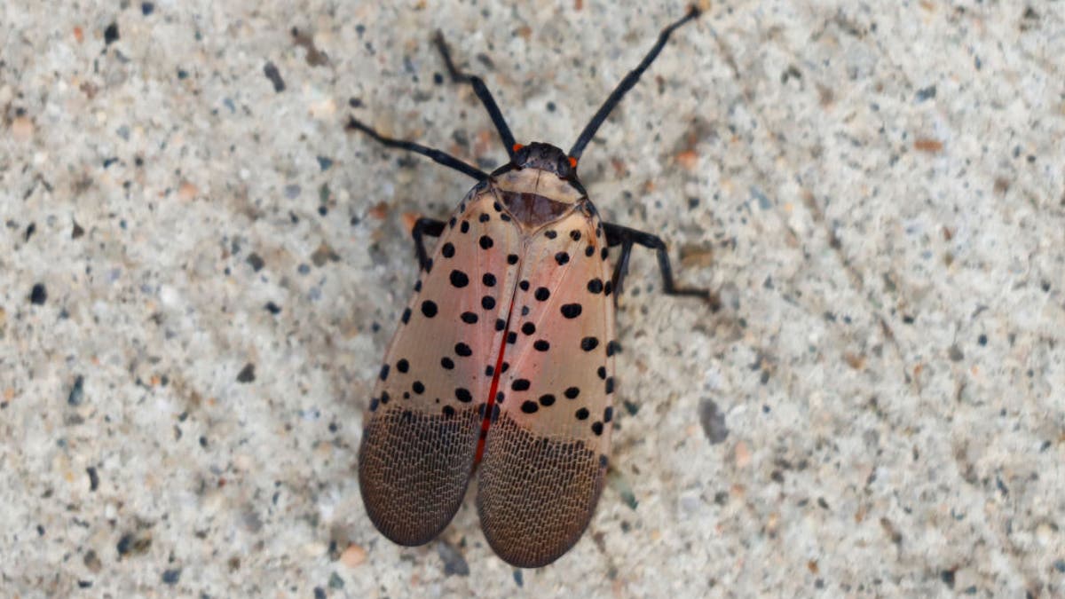 spotted lanternfly