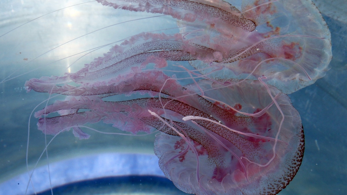 Close-up shot of two jellyfish