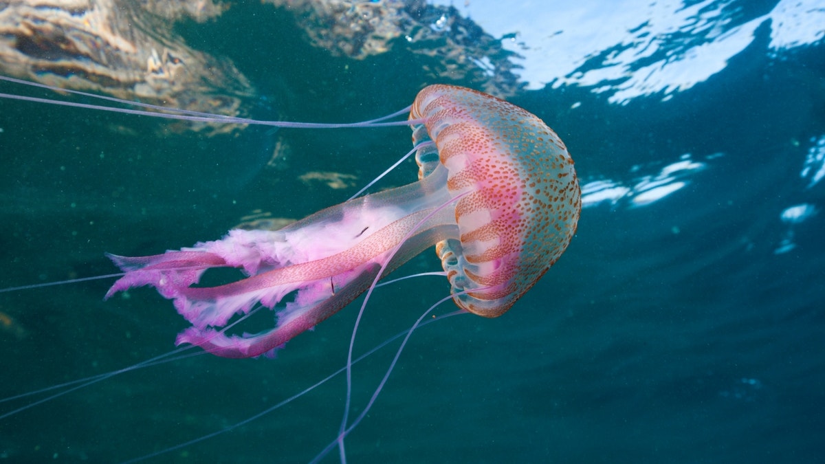 Jellyfish floating in water