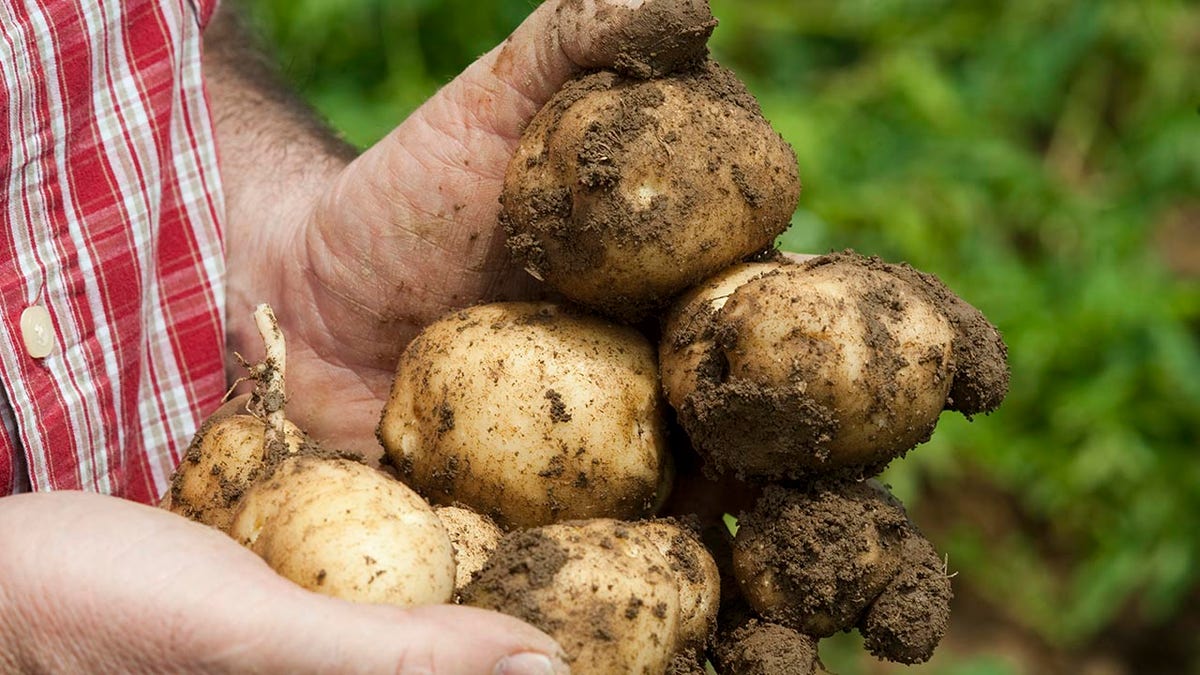 potatoes just harvested