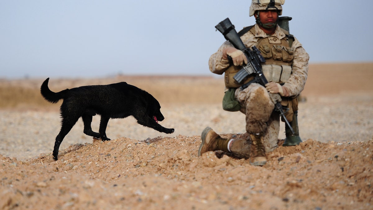 Dog serving with U.S. Marines