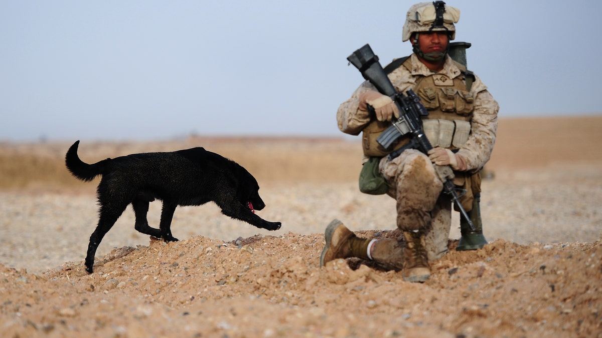 Dog serving with U.S. Marines