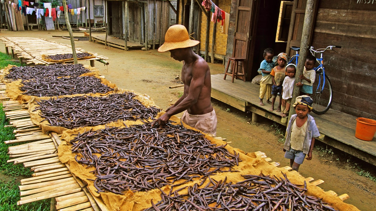 Madagascar vanilla