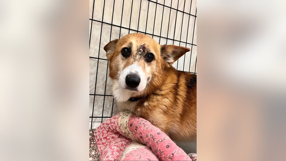 Corgi survives shot to the head