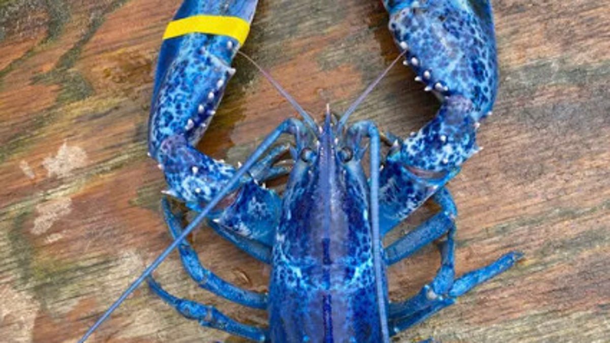 Rare blue lobster caught in Maine