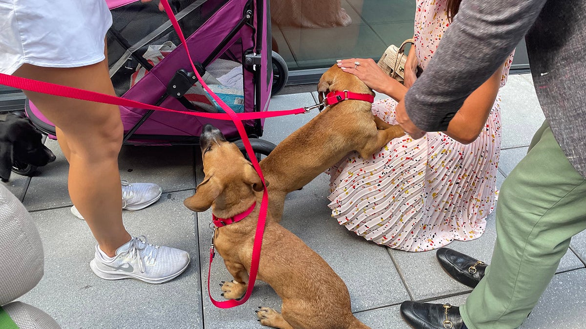 puppies at adoption event