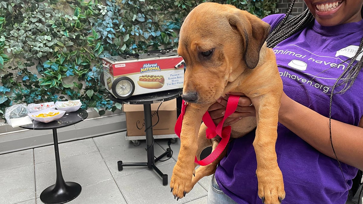 New York shelter hosts 'puppy parade' with dogs in Mets jerseys