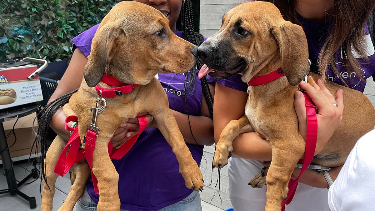 basset hound puppies moxy nyc