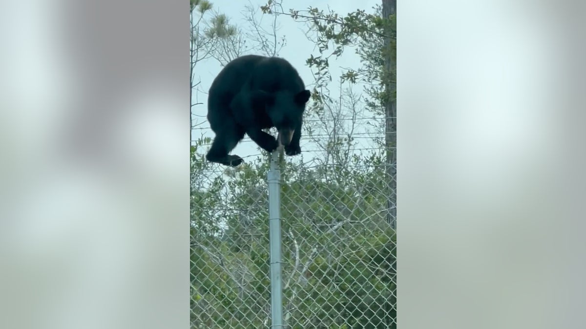 Black bear on Tyndall Air Force base