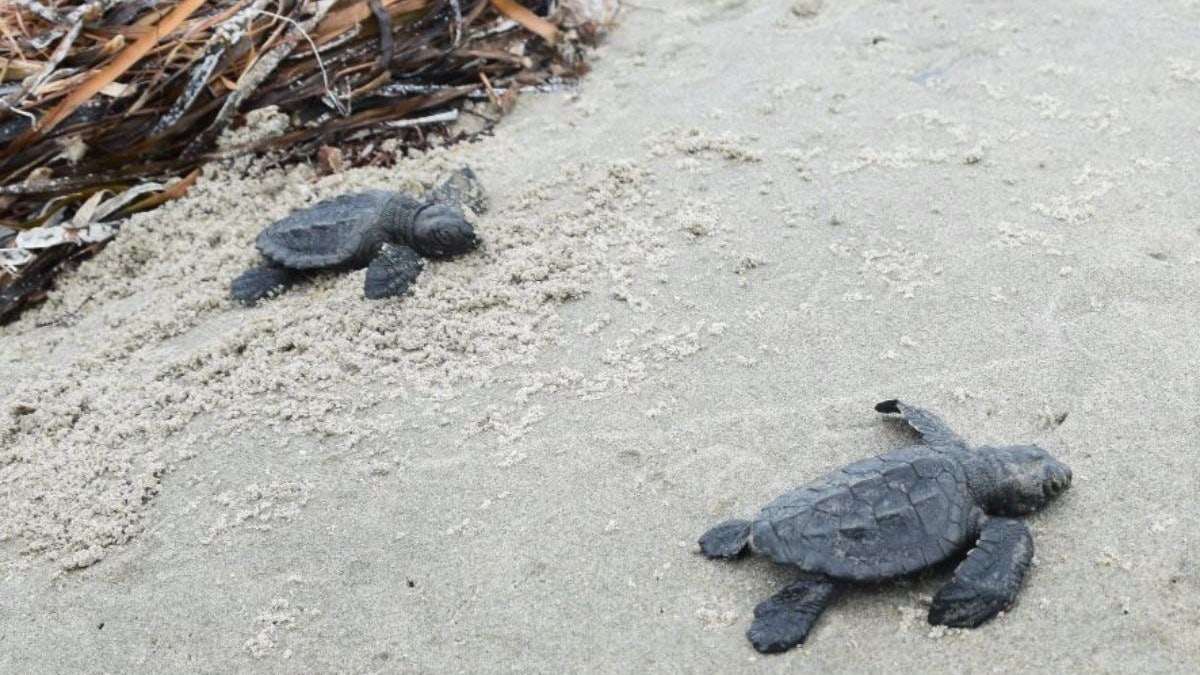 Newly hatched Kemp's ridley sea turtle makes its way out to the Gulf of Mexico from Louisiana's Chandeleur Islands.
