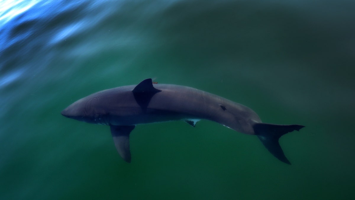 A white shark