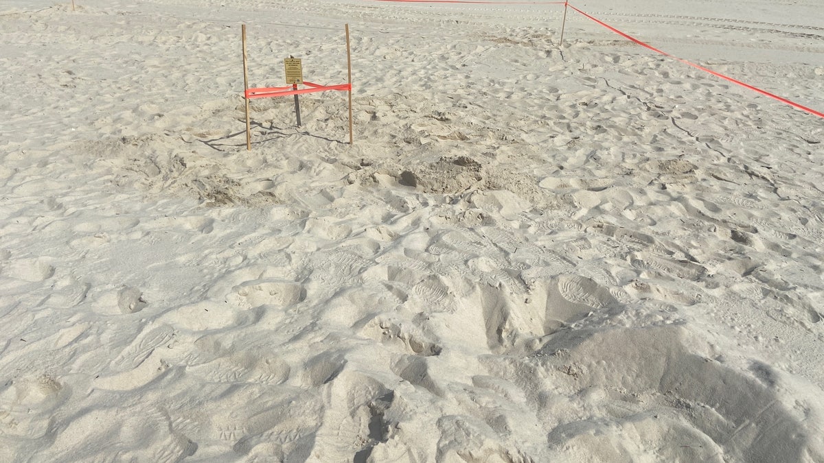 Sea turtle nest marked with orange tape and wooden sticks