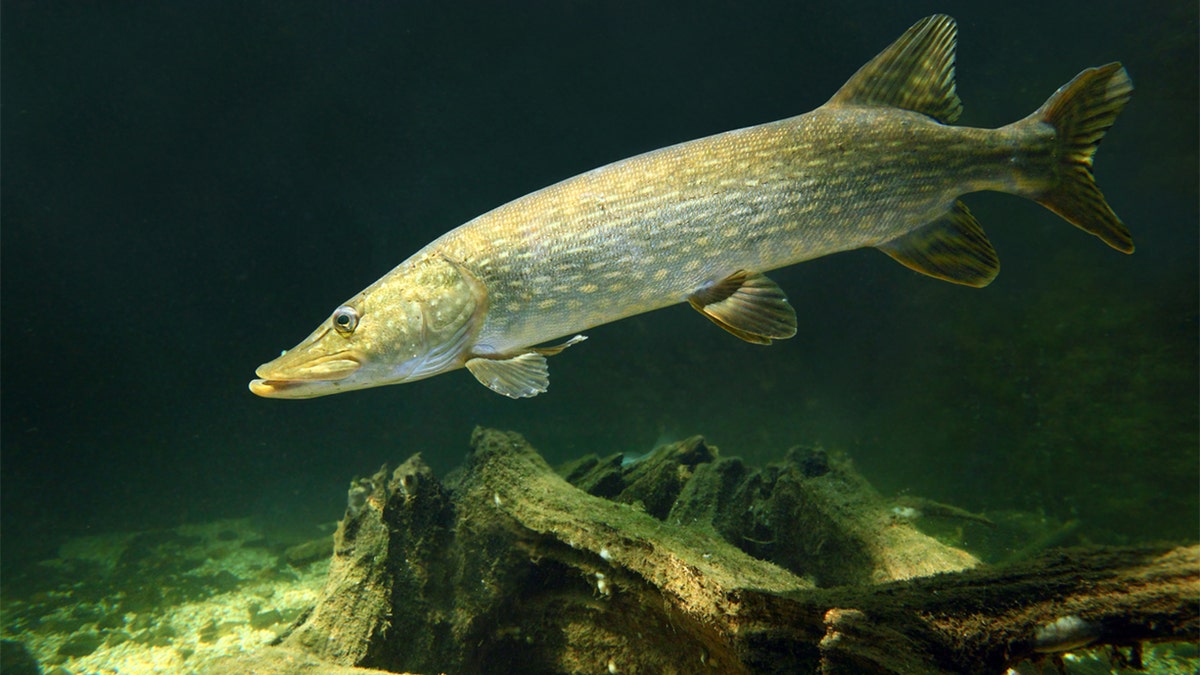 Northern pike fish in water
